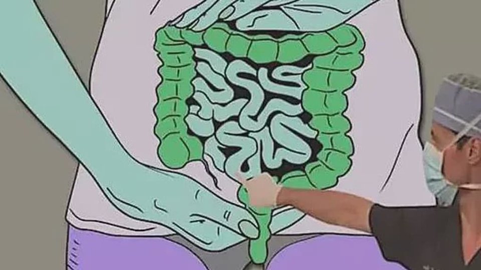 Illustrazione dell'apparato digerente, a scopo informativo